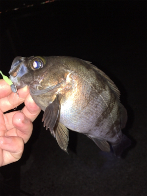 明石メバリング