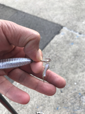 やっと近所で釣れ出した♫