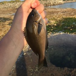 小物釣り