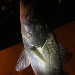 シーバス乱舞！！