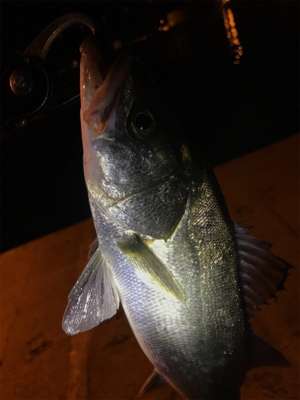 シーバス乱舞！！