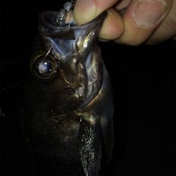 なんとかメバル