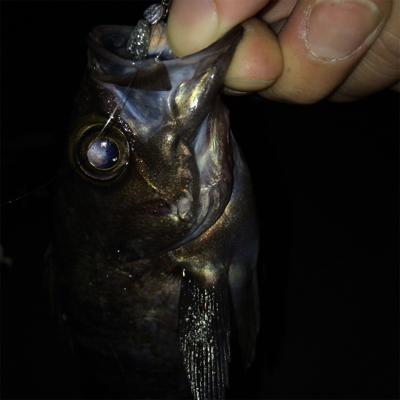 なんとかメバル