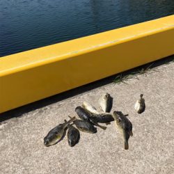 ガシラばっかー