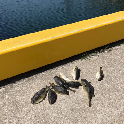 ガシラばっかー