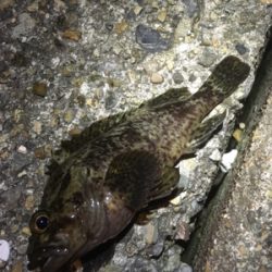 久々の釣りです。果たして釣果は？