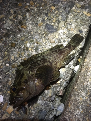 久々の釣りです。果たして釣果は？