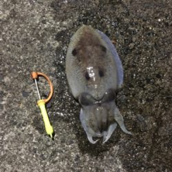コウイカ釣行