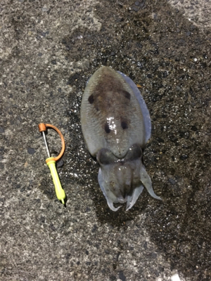 コウイカ釣行