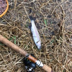 ニシン狙いからのトラウト