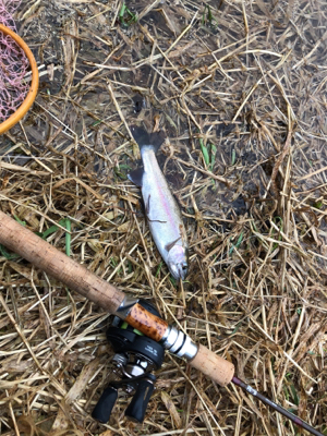 ニシン狙いからのトラウト