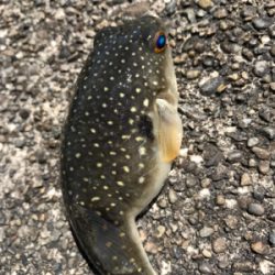 アナハゼメインで狙ってみた