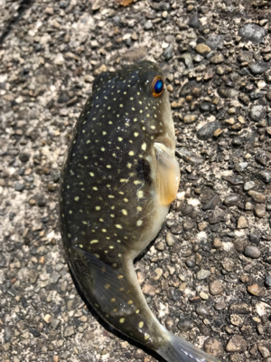 アナハゼメインで狙ってみた