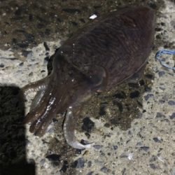 コウイカ釣行
