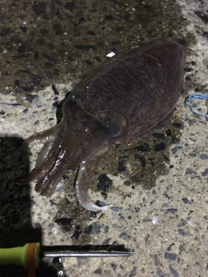 コウイカ釣行