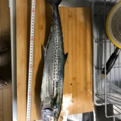 春のサゴシ祭り