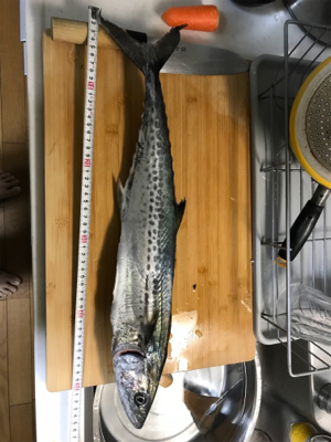 春のサゴシ祭り