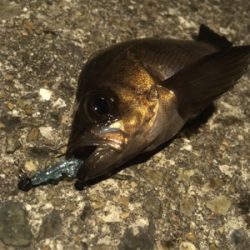 昨夜に引き続き、今夜の釣果は？