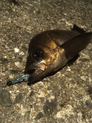 昨夜に引き続き、今夜の釣果は？