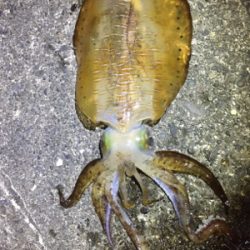 諦めムードからの