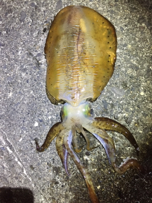 諦めムードからの