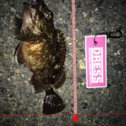 メバル活性低し