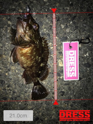 メバル活性低し