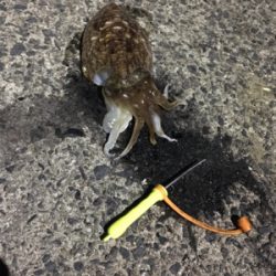 コウイカ釣行