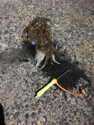 コウイカ釣行