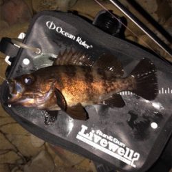 第5回鳴門メバルカップ