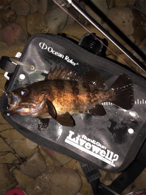 第5回鳴門メバルカップ