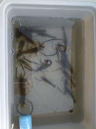 矢上川テナガエビ釣行