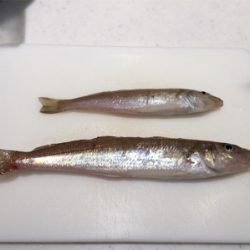 ガッチョフグキス