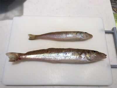 ガッチョフグキス