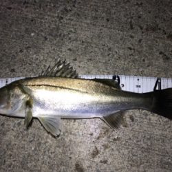 バチパターン開幕