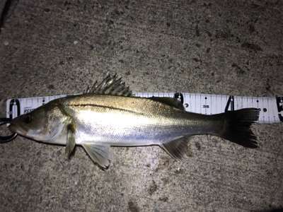 バチパターン開幕