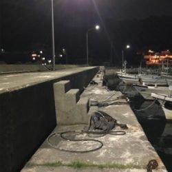 コウイカを求めて