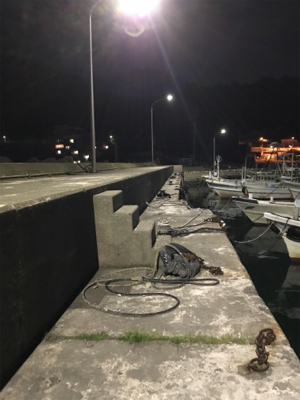 コウイカを求めて