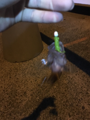 ベイビー&ベイビー