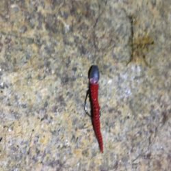 淀川ブリームゲーム 18年初キビレ