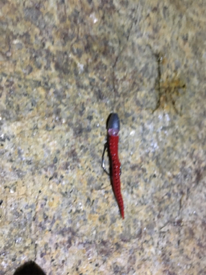 淀川ブリームゲーム 18年初キビレ