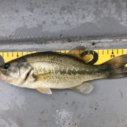 GW前半 中一日中釣行