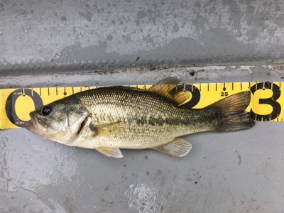 GW前半 中一日中釣行