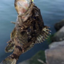 タケノコメバル