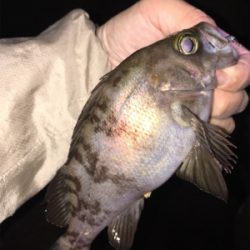 明石でメバリング