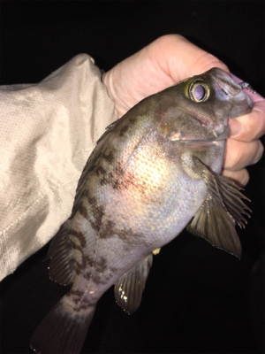 明石でメバリング