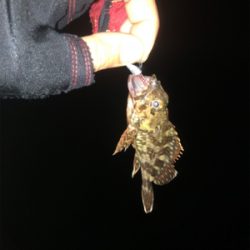 ボトムワインド