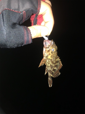 ボトムワインド