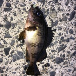 運良く釣れてくれました(笑)。