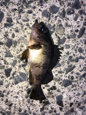 運良く釣れてくれました(笑)。